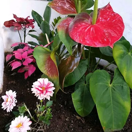 Apartmán Florida Gran Canaria Adults Only Puerto Rico (Gran Canaria)